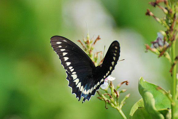 Battus polydamas