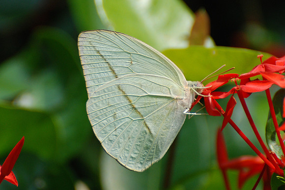Rhabdodryas trite