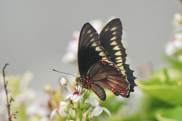 Battus polydamas