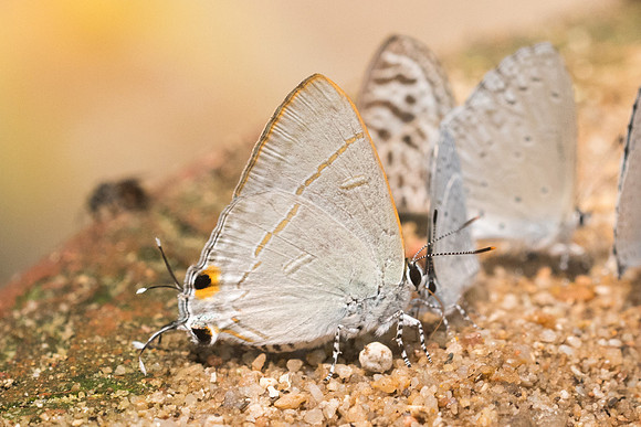 Hypolycaena erylus himavantus-1385- Chiang Dao  - 11/03/23