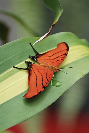 Marpesia petreus - Bucaramanga