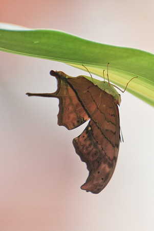Marpesia petreus