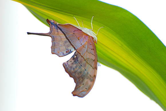 Marpesia petreus - Bucaramanga