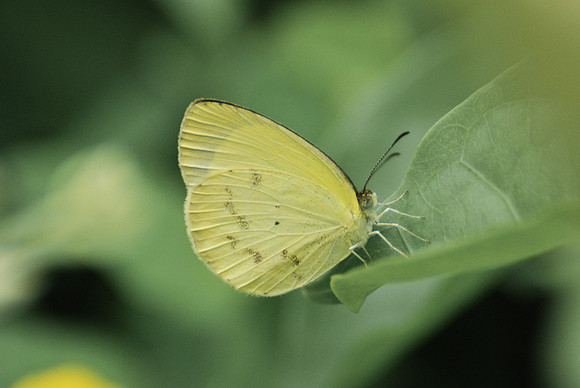 Eurema sp Bucaramanga