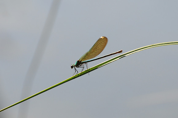Caloptéryx - Parc Krka-Croatie
