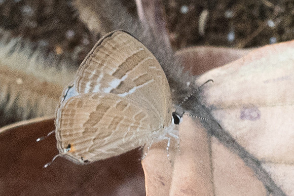 Jamides celeno aelianus id--4565 - Doi-Suthep - 9/03/23