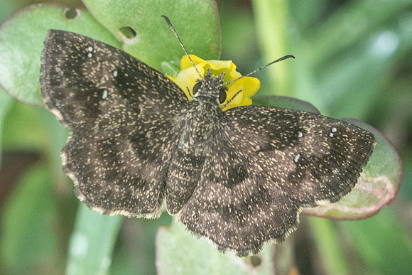 Staphylus ascalaphus-1836