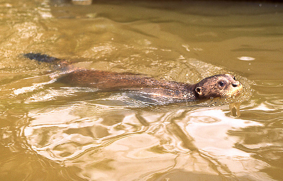 Loutre Rio Apaporis
