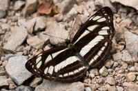 Neptis soma-2374 - Chiang Dao - 11/03/23