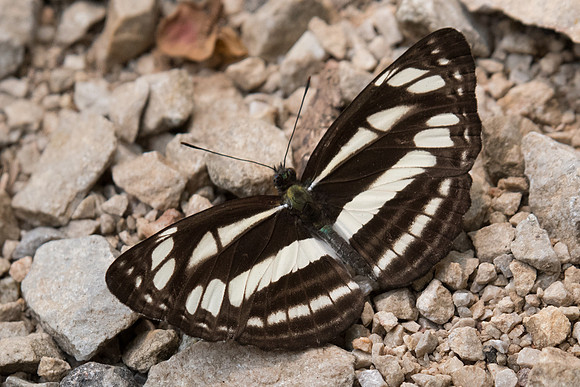 Neptis soma-2374 - Chiang Dao - 11/03/23