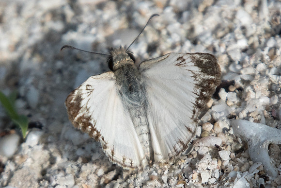 Heliopetes m.macaira-0501