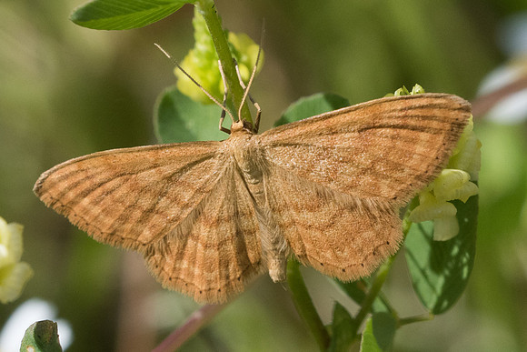 Idaea ochrata-7424 - Route Bastia - Corte - 12/06/23