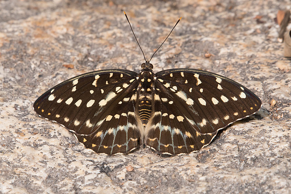 Lexias pardalis jadeitina ♀-7543 - Doi-Suthep 10/03/23