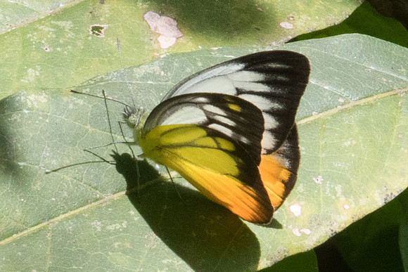 Cepora iudith malaya-9325 - Koh Samui 16/03/23