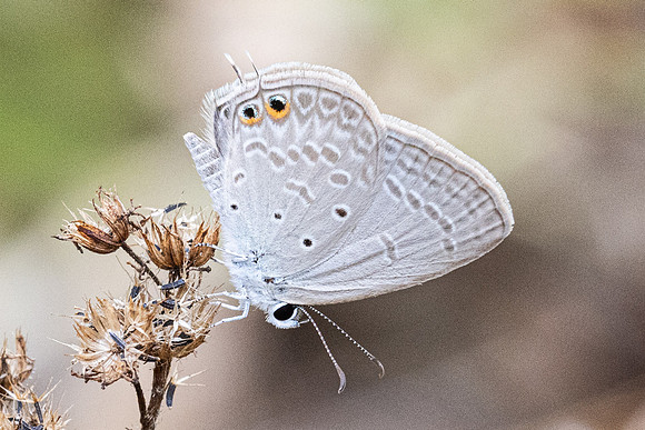 Euchrysops cnejus-2777 - Chiang Dao - 18/03/24