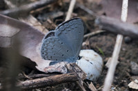 Celastrina argiolus iynteana-2022 - Chiang Dao - 16/11/23