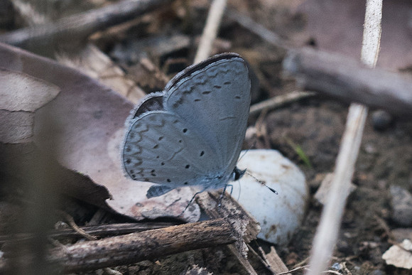 Celastrina argiolus iynteana-2022 - Chiang Dao - 16/11/23