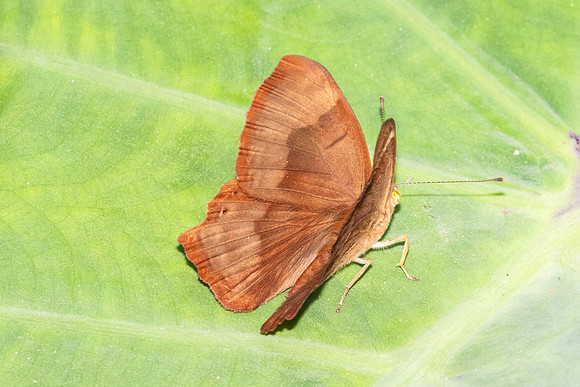Abisara bifasciata angulata-5934  - Doi-Suthep - 26/03/24