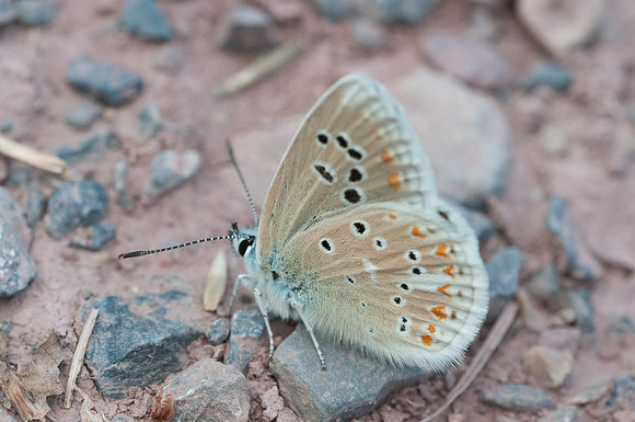 Polyommatus dorylas