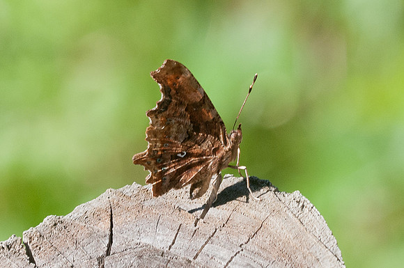 Polygonia c-album
