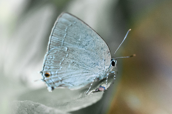 Theclopsis mycon