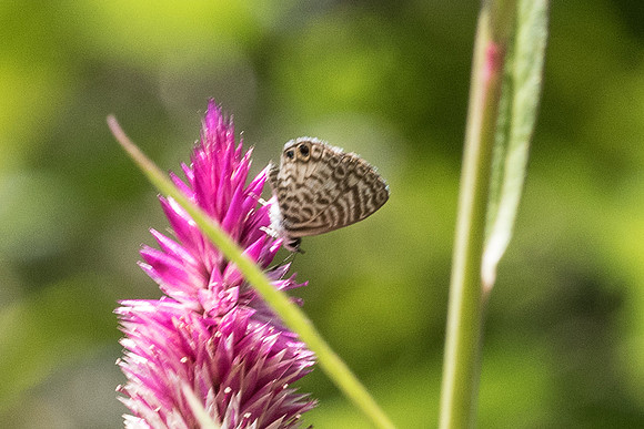 Leptotes cassius