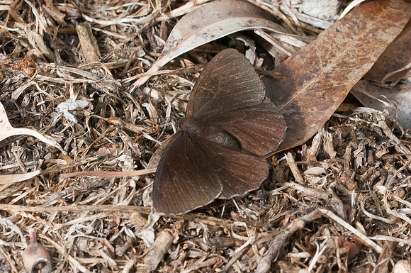 Pedaliodes manis