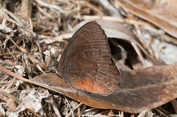 Pedaliodes manis