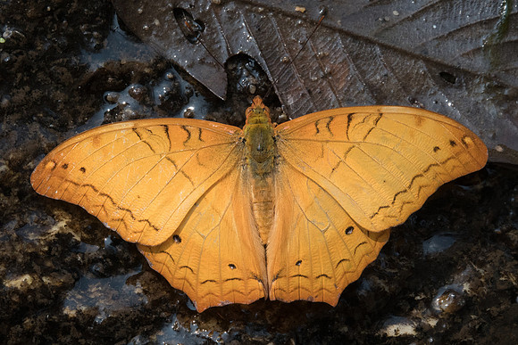 Vindula erota-0869- Doi-Suthep - 7/03/23