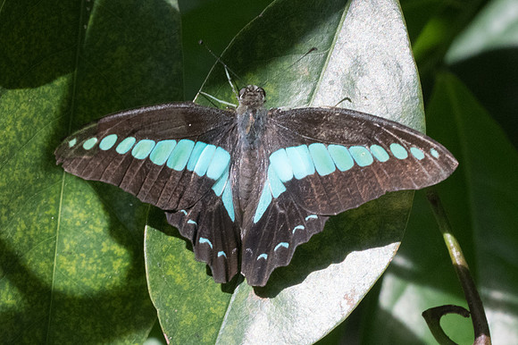 Graphium sarpedon-4032 - Bangkok - 30/11/23