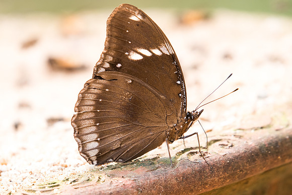Hypolimnas bolina-2192 - Chiang Dao - 11/03/23