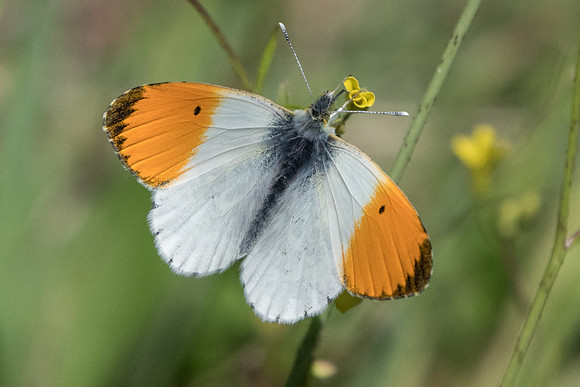 Anthocharis cardamines ♂-1274- Alexandroupoli - 9/04/22