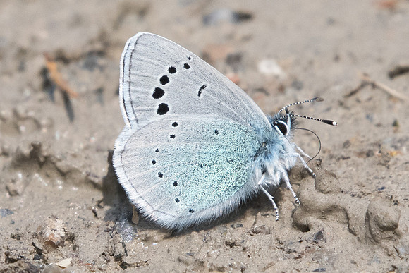 Glaucopsyche alexis-4609 - Mirabeau - 19/04/19