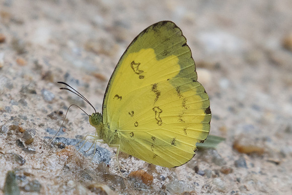 Eurema andersoni andersoni-5846 - Phanom Bencha Mountain - 24/11/24