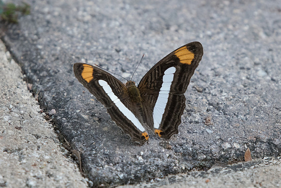 03062018-Adelpha iphicleola