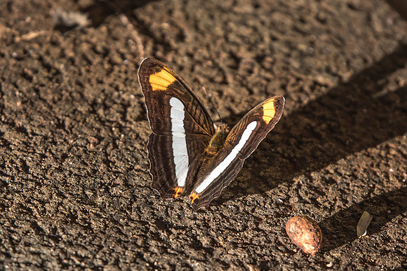 Adelpha sp