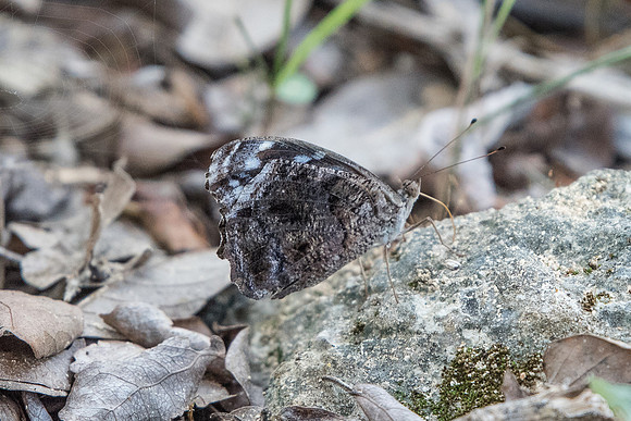 Mycelia ethusa