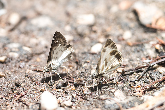 Heliopetes macaira et Pyrgus adepta