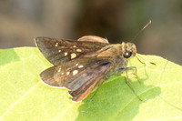 Caltoris cahira-4161- Doi Inthanon - 24/03/25
