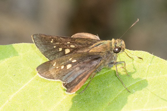 Caltoris cahira-4161- Doi Inthanon - 24/03/25