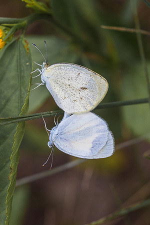 Eurema daira