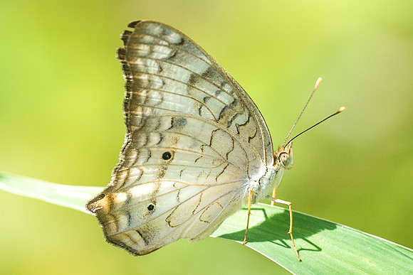 Anartia jatrophae-2294