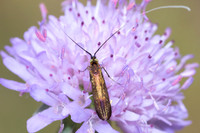 Nemophora metallica-8643