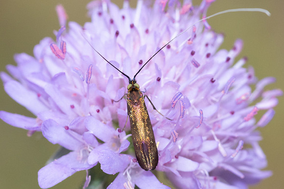 Nemophora metallica-8643