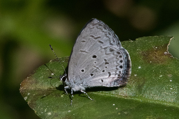 Celastrina lavendularis limbata-2380 - Chiang Dao - 15/11/23