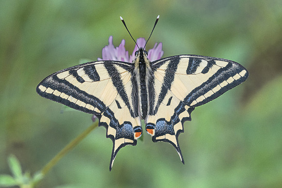 Papilio alexanor-3168 - Argentière la Bessée - 3/07/21