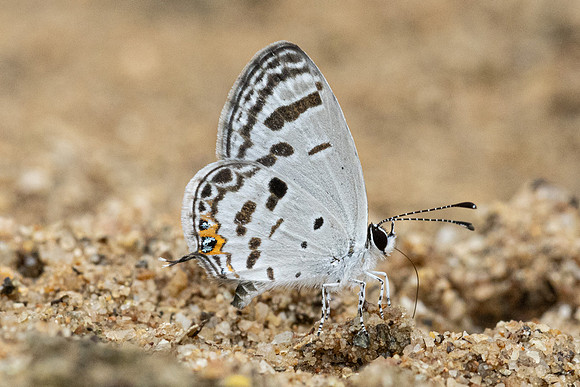 Tongeia potanini-2474 - Chiang Dao - 18/03/24