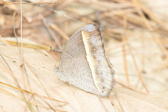 Mycalesis malsara-2933