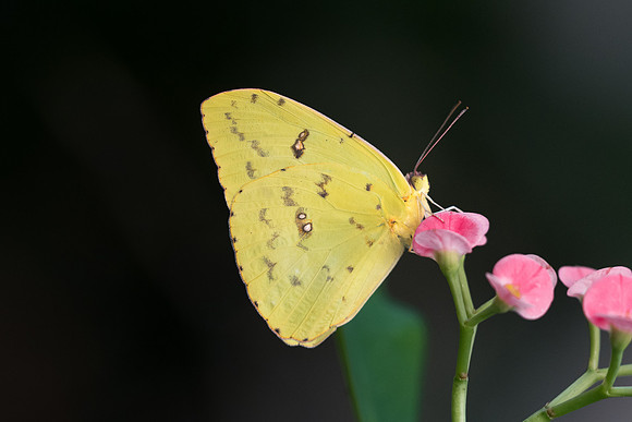 Phoebis sennae ♀