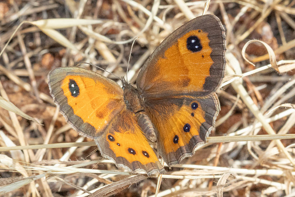 Pyronia batsheba ♀-7643- St Mandrier sur mer - 1/06/25